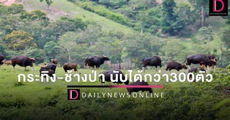 เทศกาลนับกระทิง